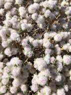 Image of Gomphrena cunninghamii (Moq.) Druce