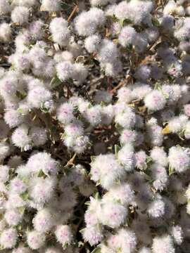 Image of Gomphrena cunninghamii (Moq.) Druce