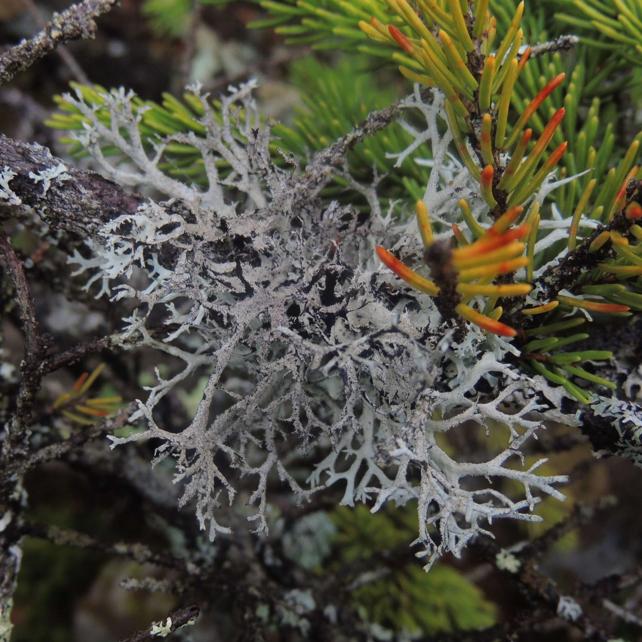 Image of light and dark lichen