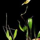 Image of Specklinia fuegi (Rchb. fil.) Solano & Soto Arenas