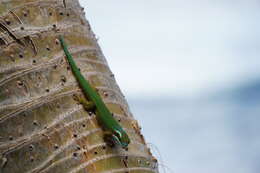 Image of Reunion Island ornate day gecko