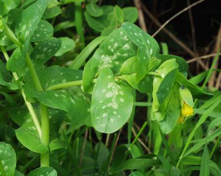 Image of Cerinthe major subsp. major