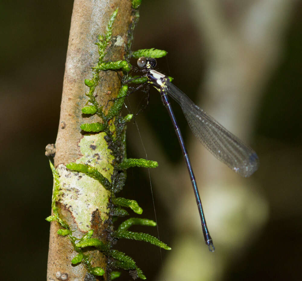 Image of Austroargiolestes chrysoides (Tillyard 1913)