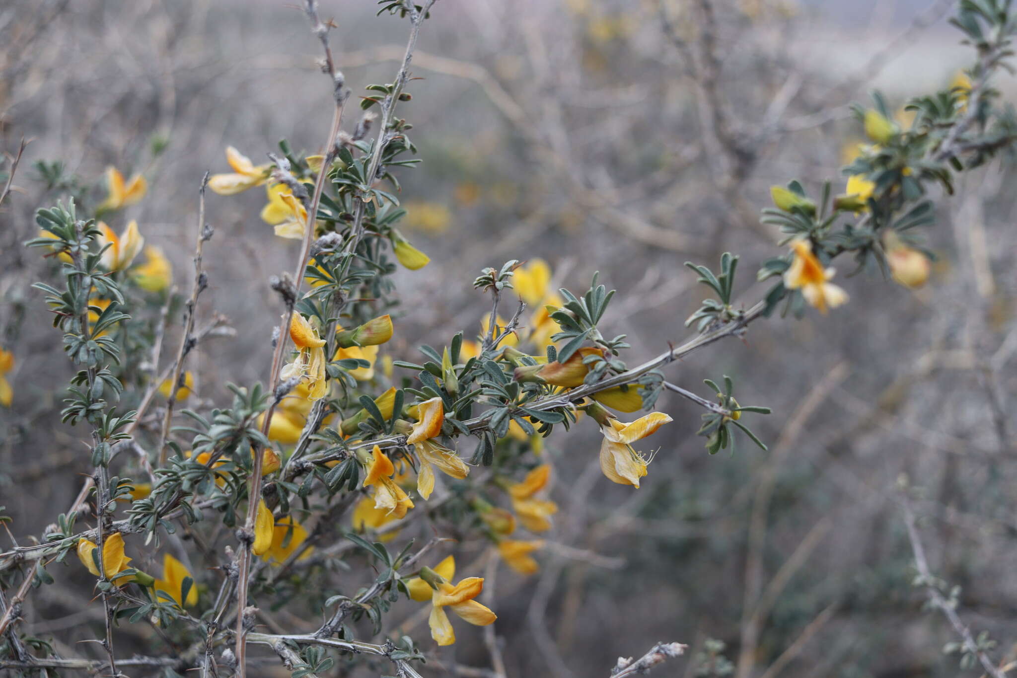 Image de Caragana balchaschensis (Kom.) Pojark.