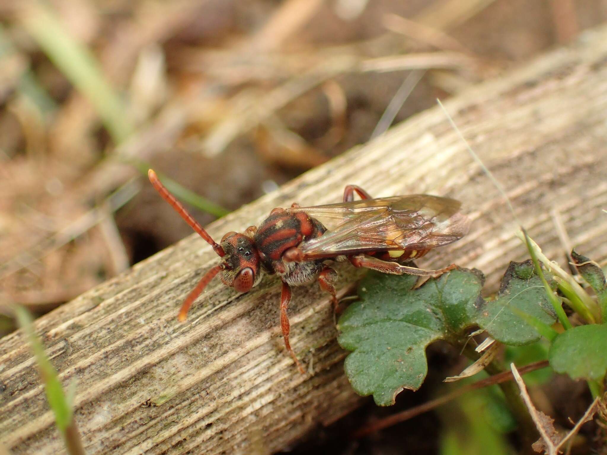 Image of Nomada ruficornis (Linnaeus 1758)