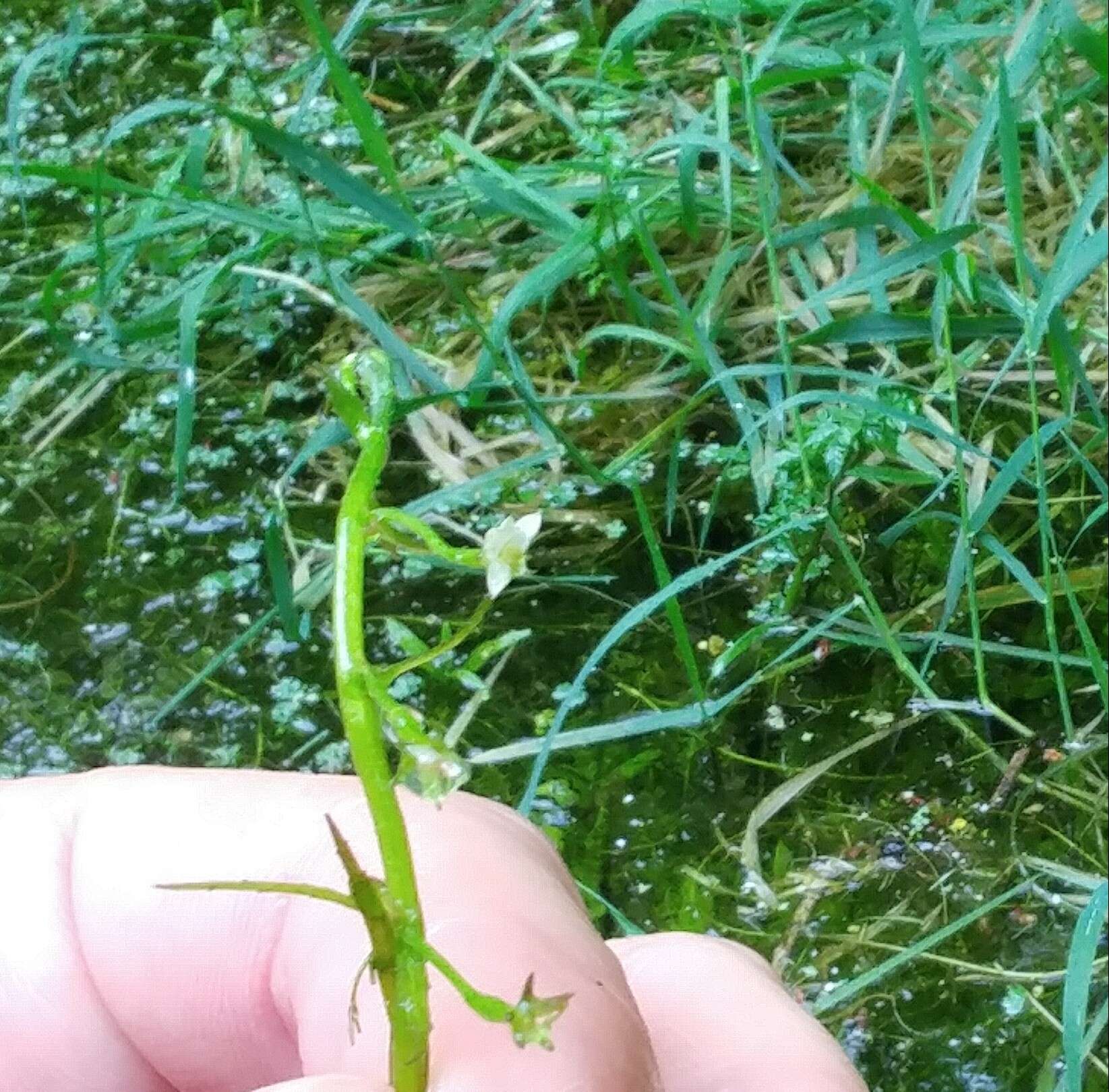 Plancia ëd Howellia aquatilis A. Gray