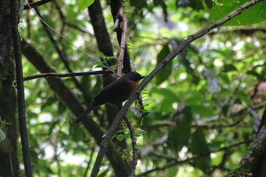 Image of Black-cheeked Ant Tanager