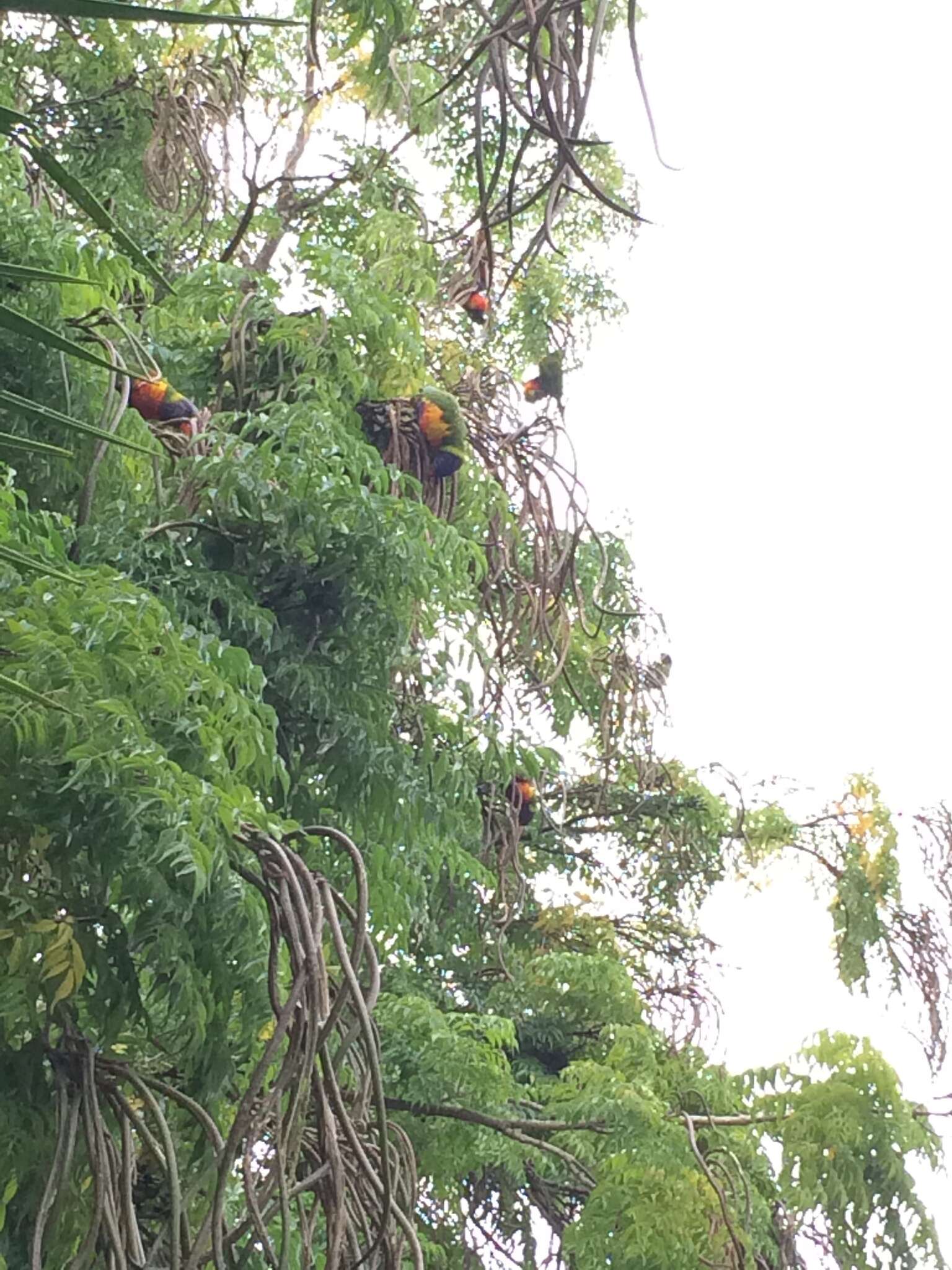 Image of Rainbow Lorikeet