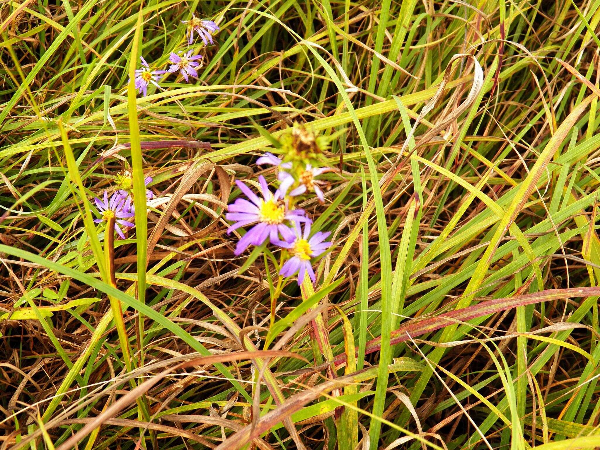 Image of southern prairie aster