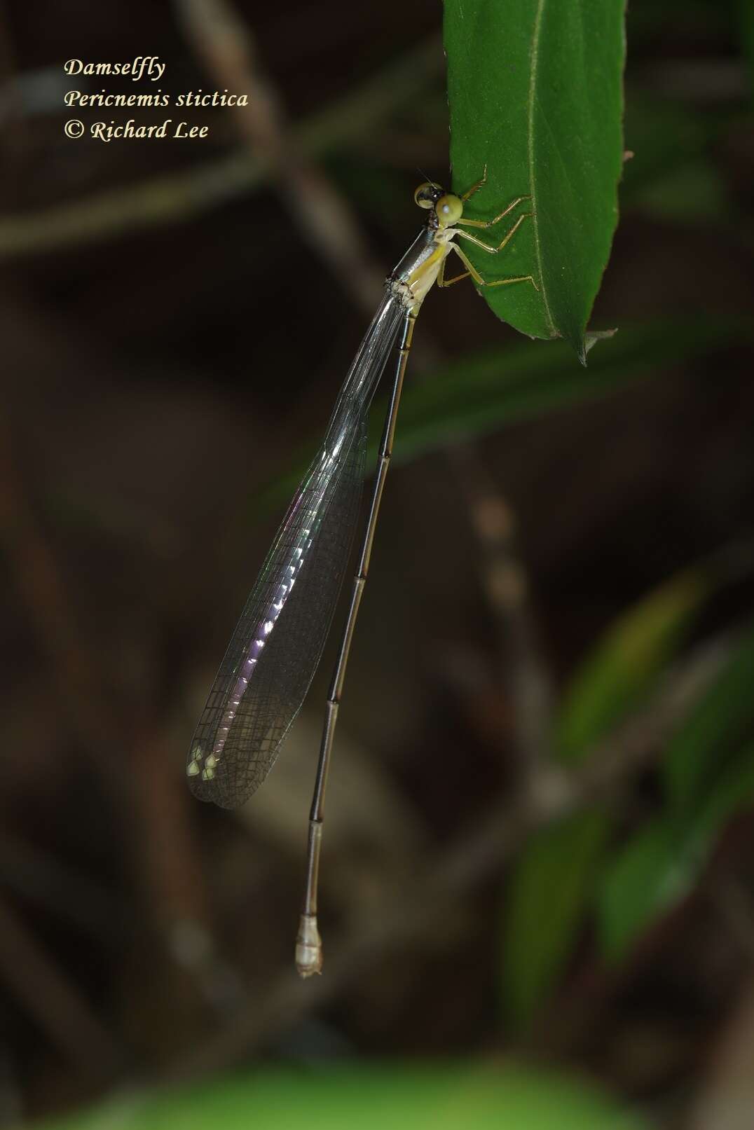 Image of Pericnemis stictica Hagen ex Selys 1863