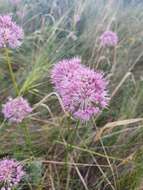 Image of Allium lineare L.