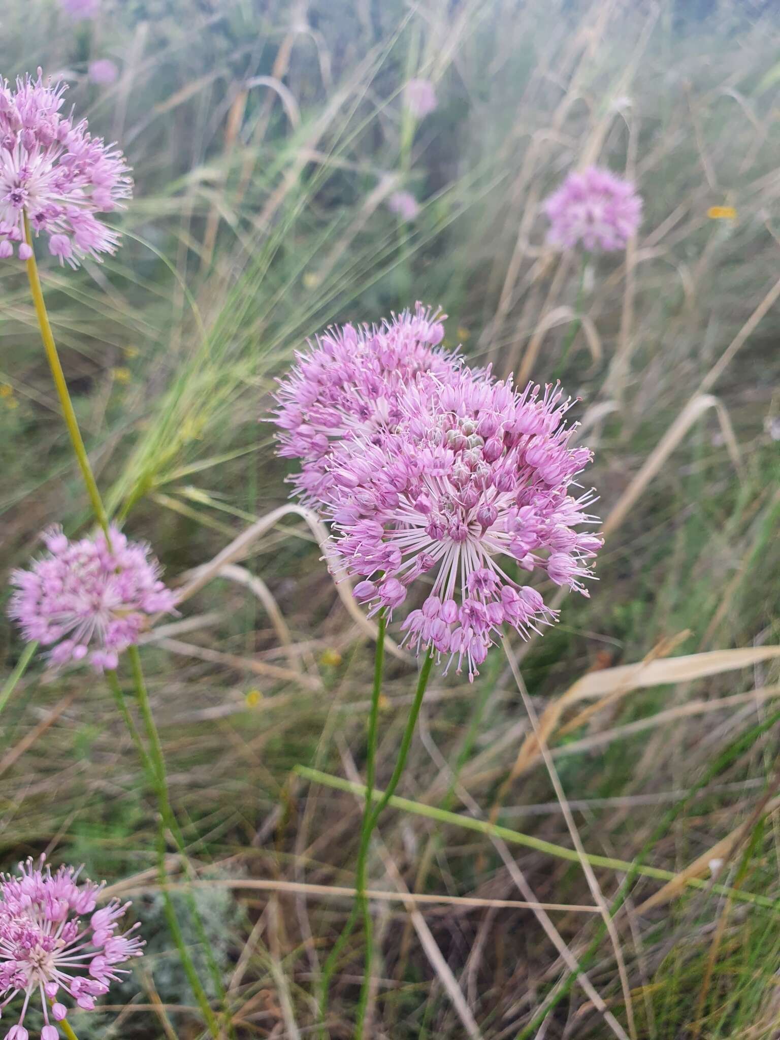 Image of Allium lineare L.