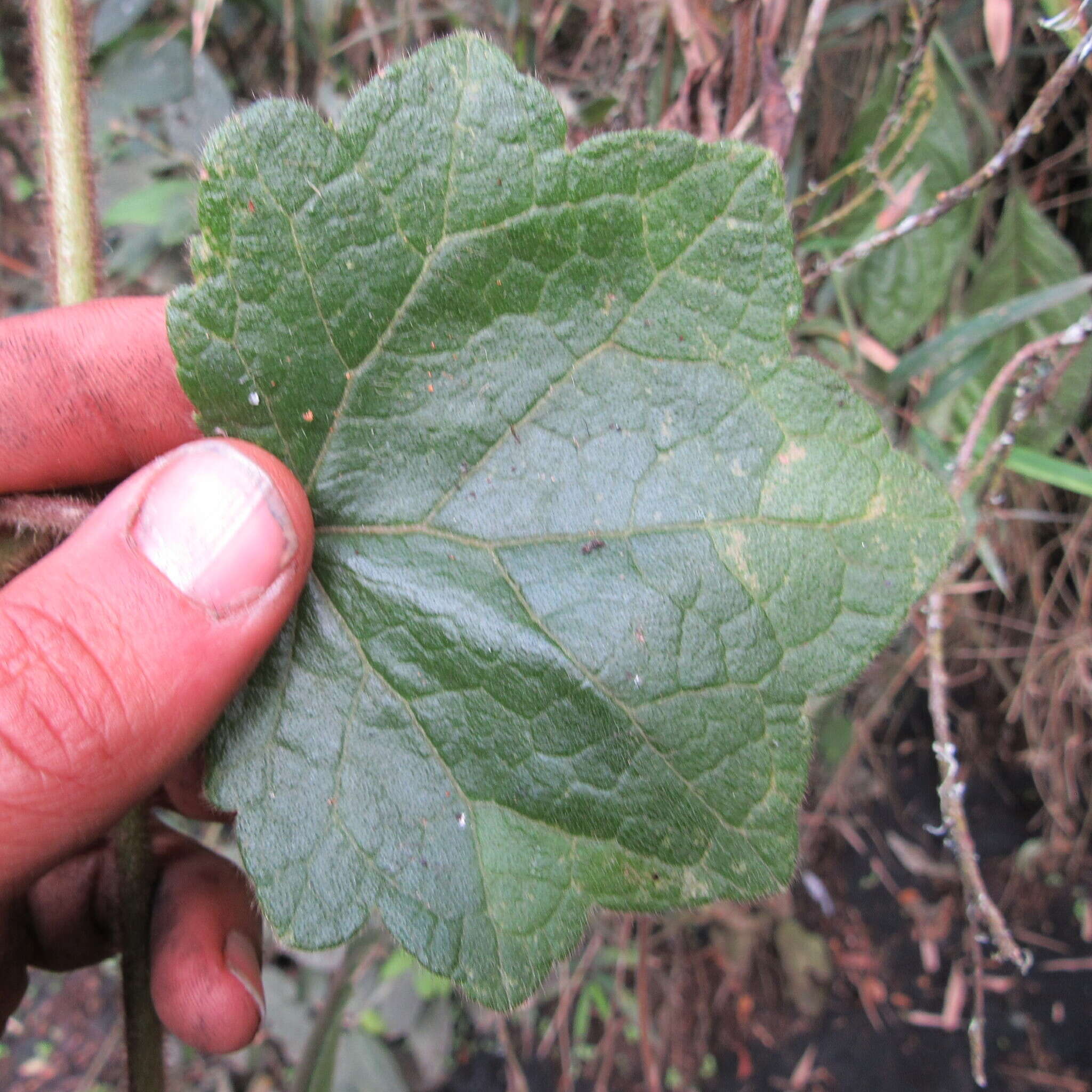 Image de Jungia ferruginea L. fil.