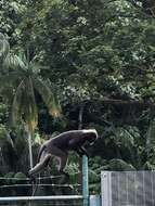 Image of Dusky Langur