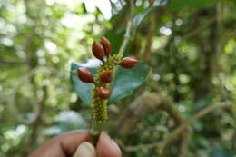 Слика од Piper pachyphyllum Baker