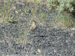 Image of Greater Short-toed Lark