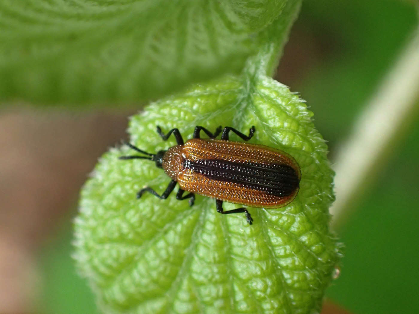 Imagem de Odontota dorsalis (Thunberg 1805)