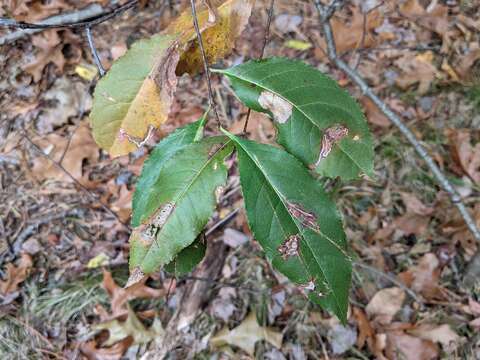 Image of Stigmella prunifoliella (Clemens 1861) Newton et al. 1982