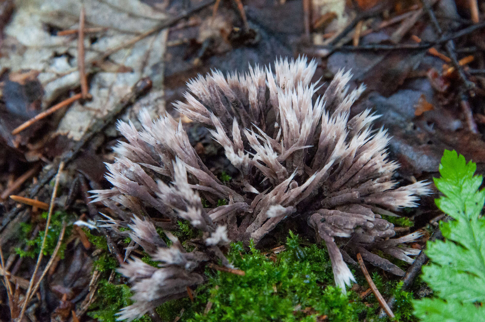 صورة Thelephora penicillata (Pers.) Fr. 1821