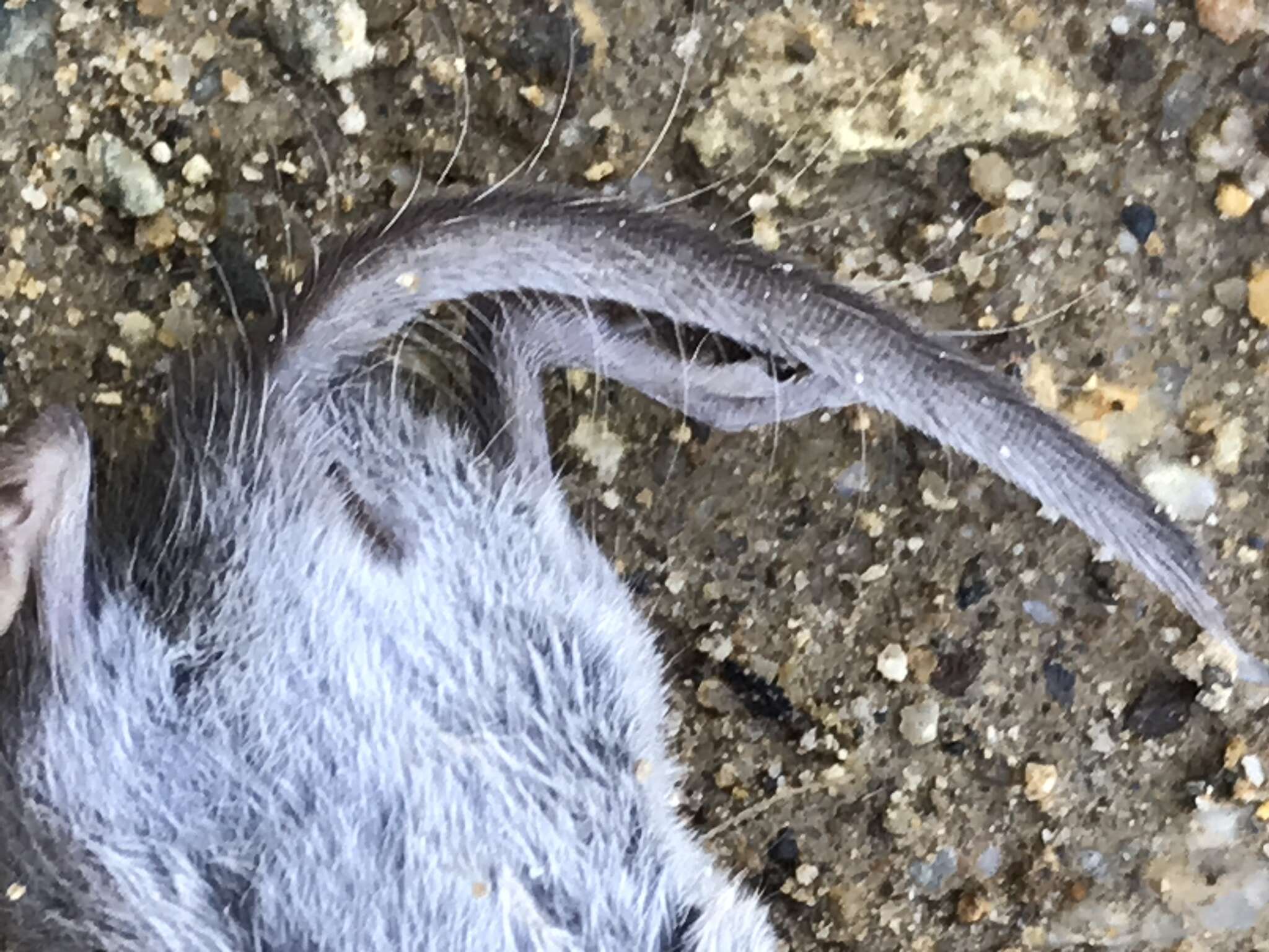 Image of Asian Lesser White-toothed Shrew