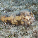 Image of Conus striatus oahuensis (J. K. Tucker, Tenorio & Chaney 2011)