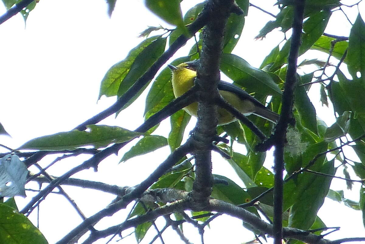 Image de Mésange de Taiwan