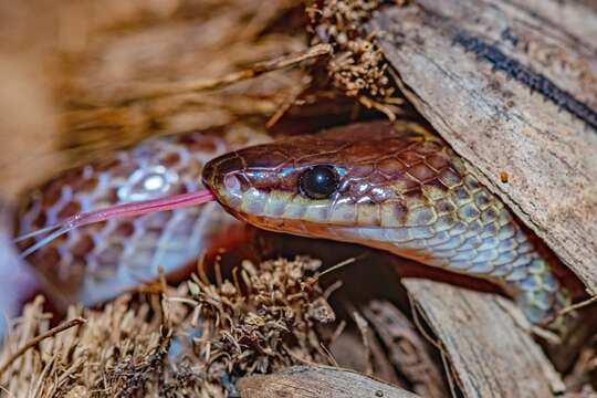 Слика од Lycodon hypsirhinoides (Theobald 1868)