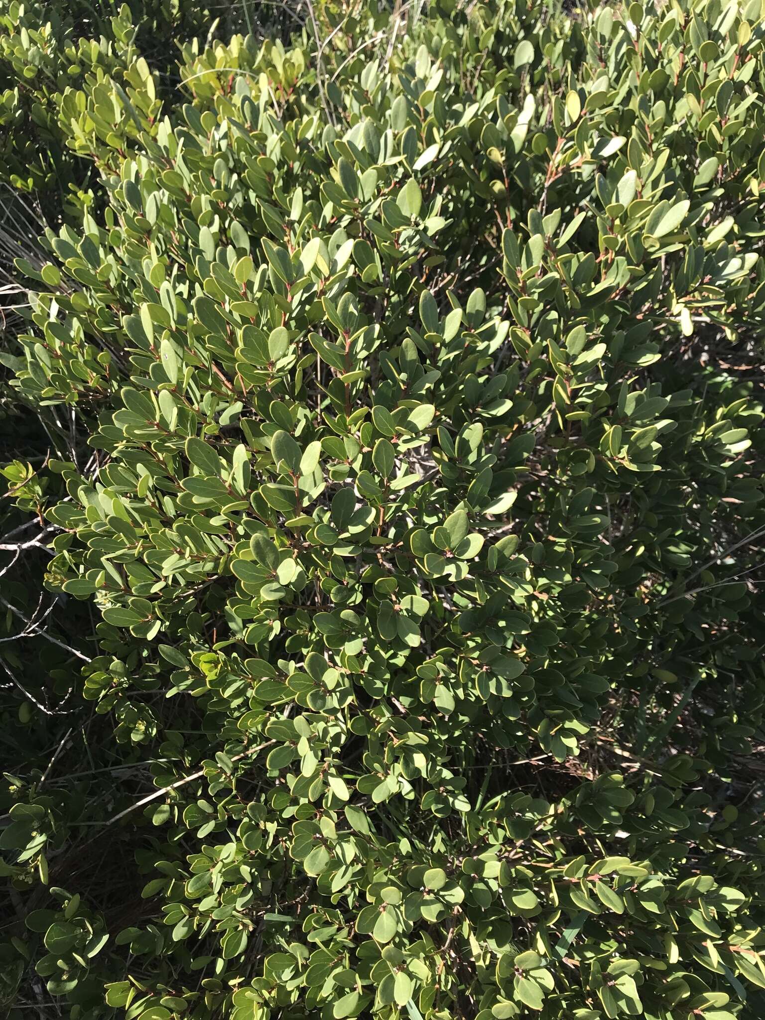 Sivun Euclea racemosa subsp. racemosa kuva