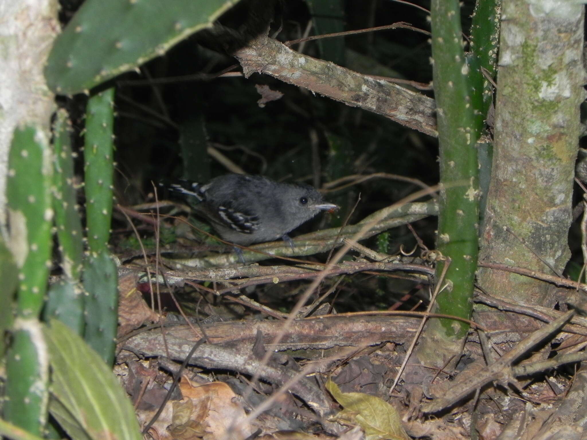 Image of Sooretama Slaty Antshrike