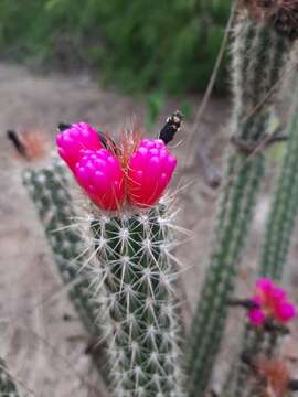 صورة Arrojadoa rhodantha (Gürke) Britton & Rose