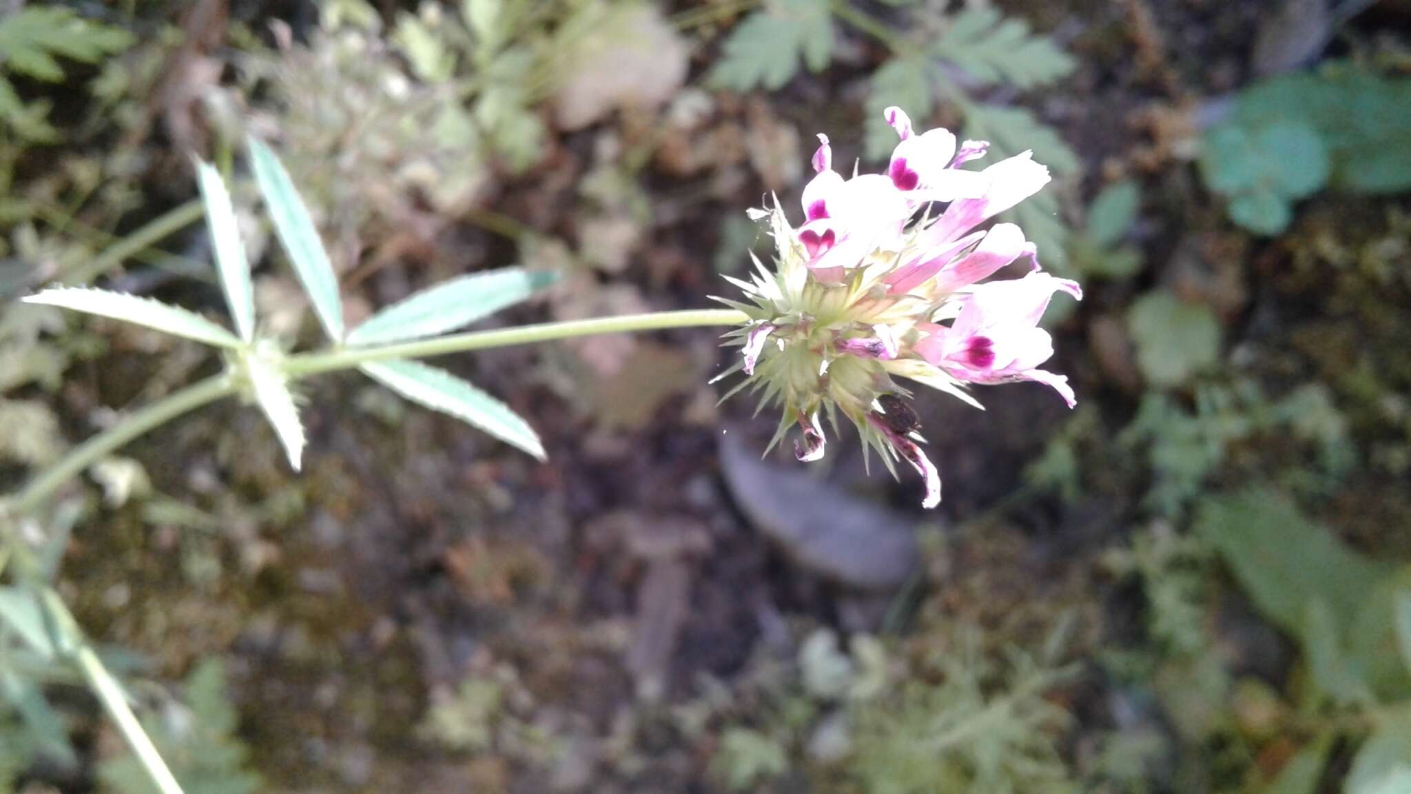 Image of clammy clover