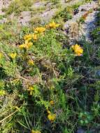 Image of Genista hispanica subsp. occidentalis Rouy