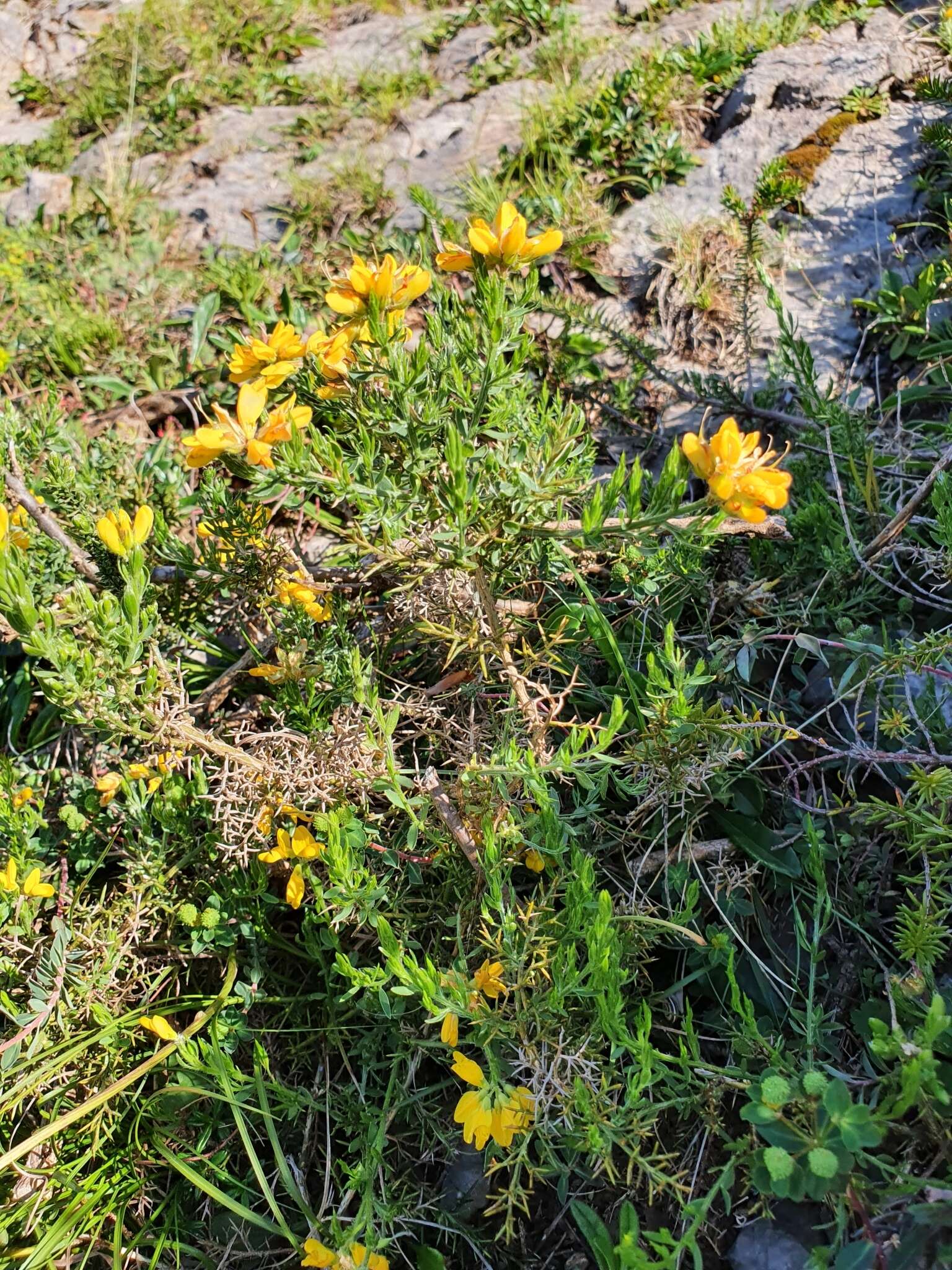 Plancia ëd Genista hispanica subsp. occidentalis Rouy