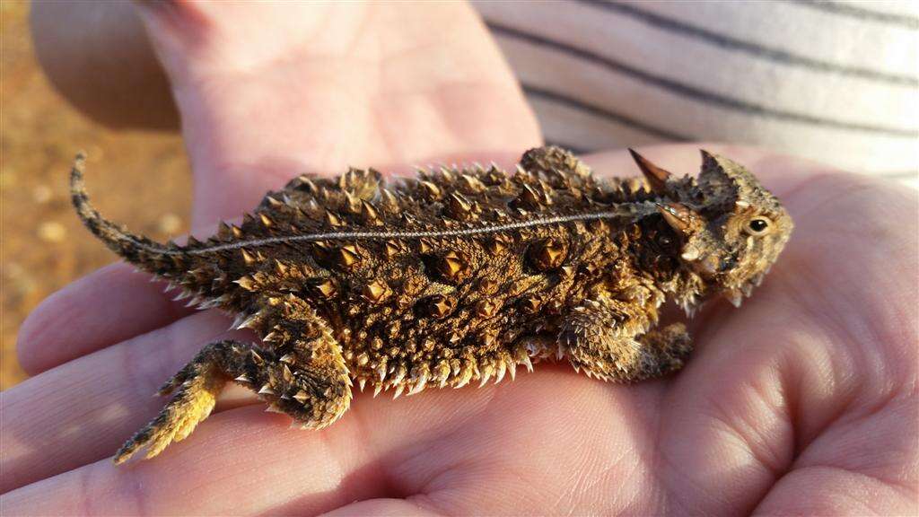 Image of Texas Horned Lizard