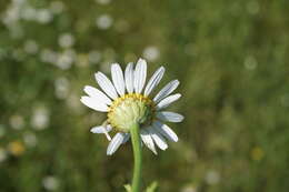 Image of Cota altissima (L.) Gay