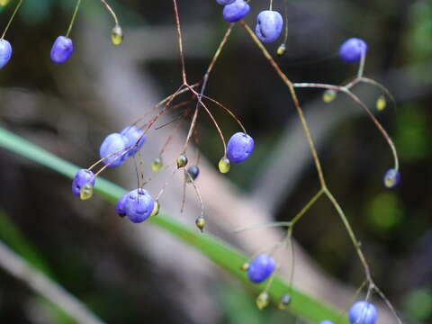 Image of Dianella nigra Colenso