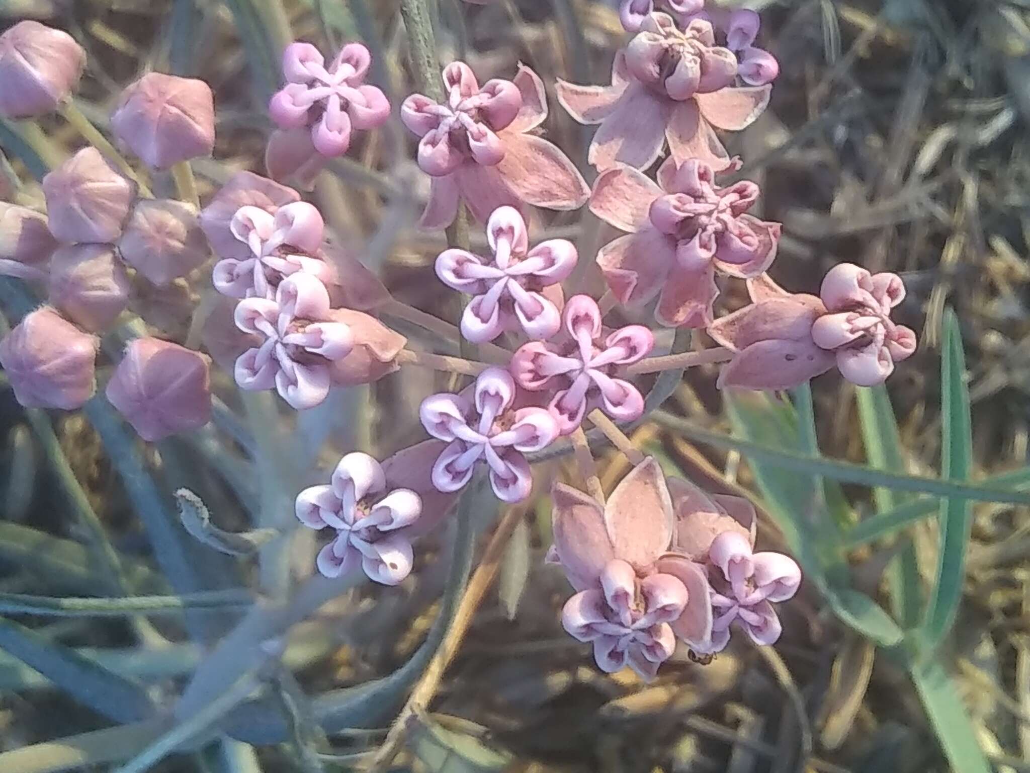 Image de Asclepias rosea Kunth