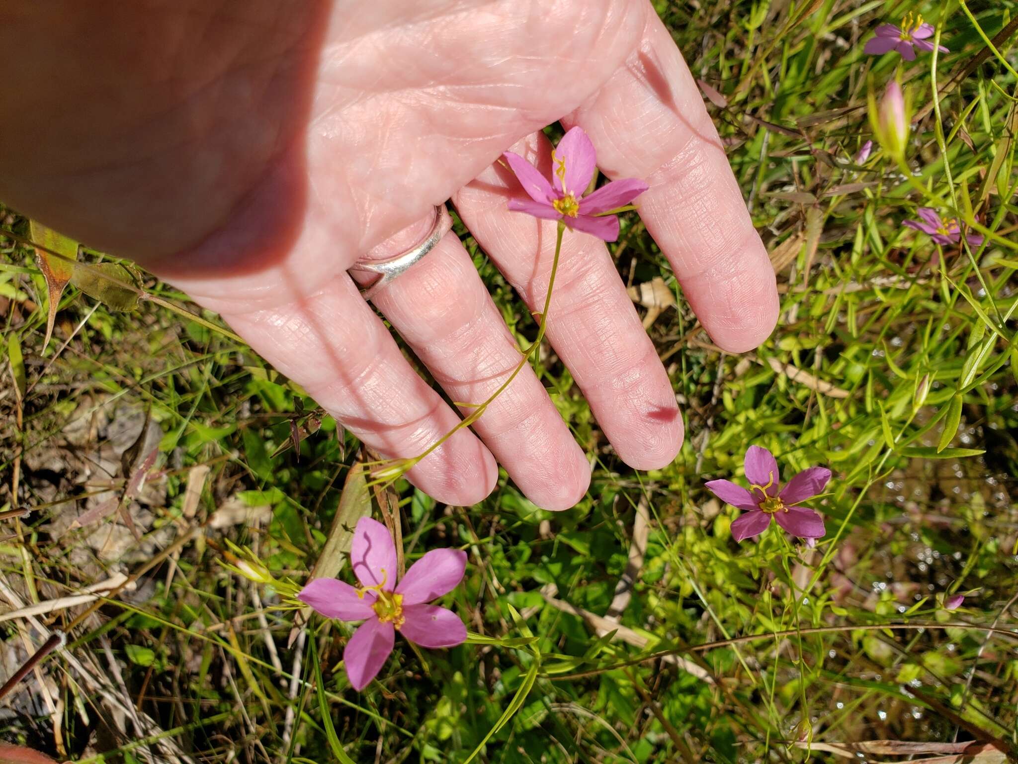 Sabatia brachiata Ell. resmi