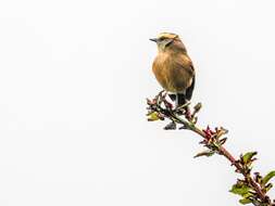 Image of Brown-backed Chat-Tyrant