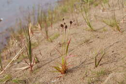 Imagem de Luzula multiflora subsp. sibirica V. I. Krecz.