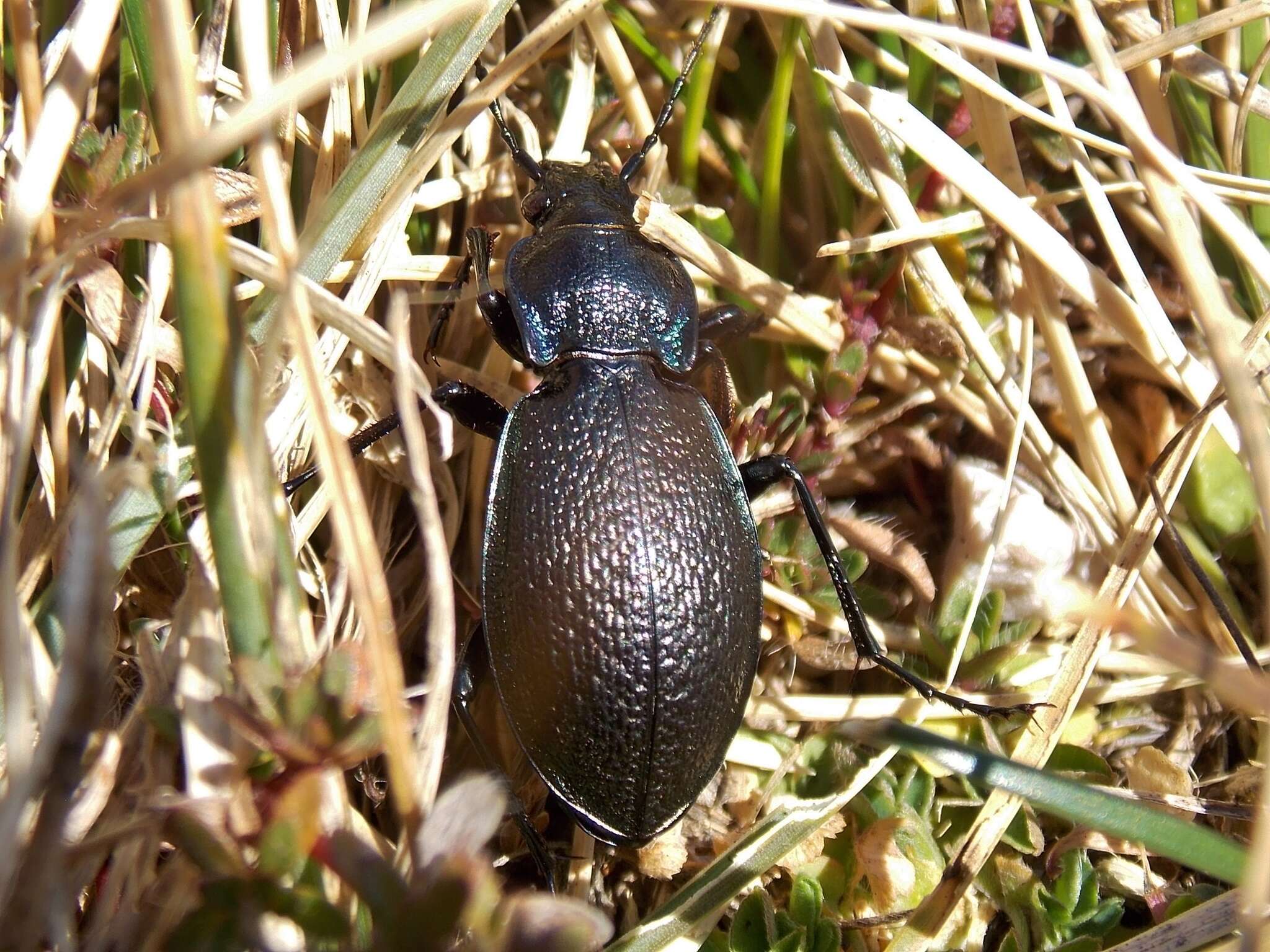 Carabus (Archicarabus) rossii Dejean 1826 resmi