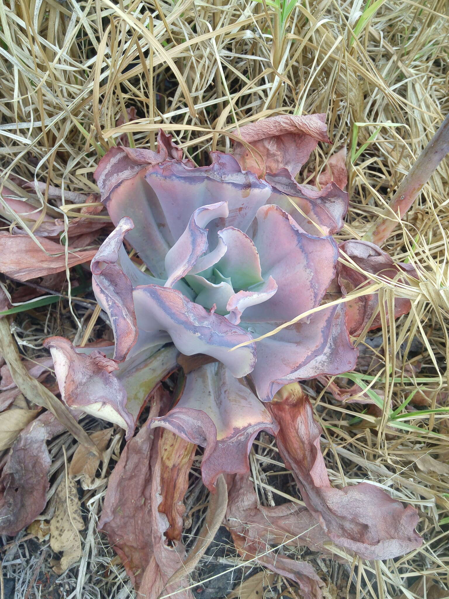 Image of Echeveria gibbiflora DC.