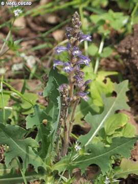 Plancia ëd Phelipanche aegyptiaca (Pers.) Pomel