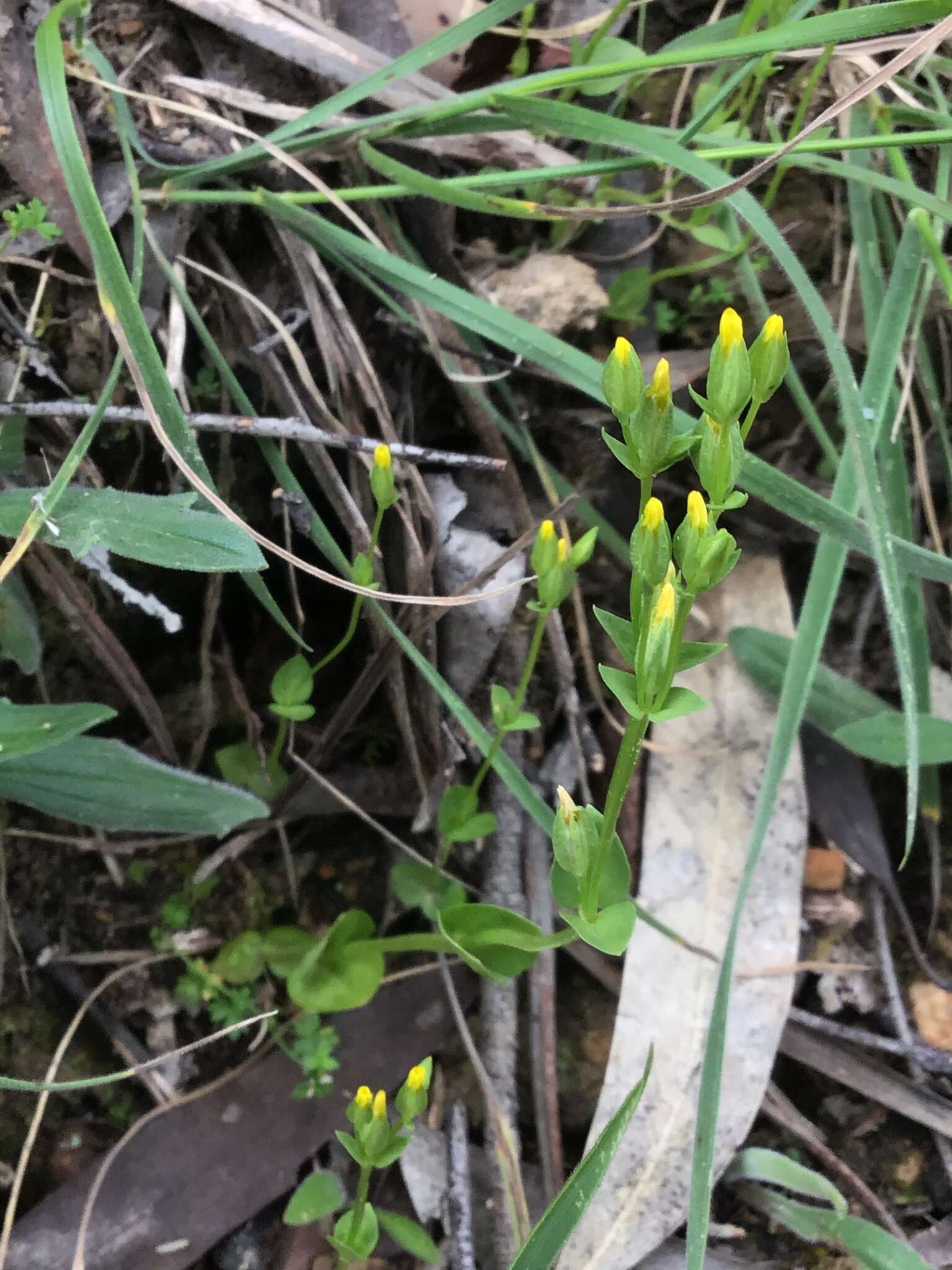 Image de Sebaea ovata (Labill.) R. Br.