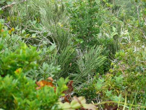 Image de Euphorbia analalavensis Leandri