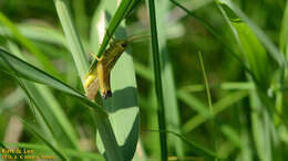 Image of Stethophyma magister (Rehn & J. A. G. 1902)