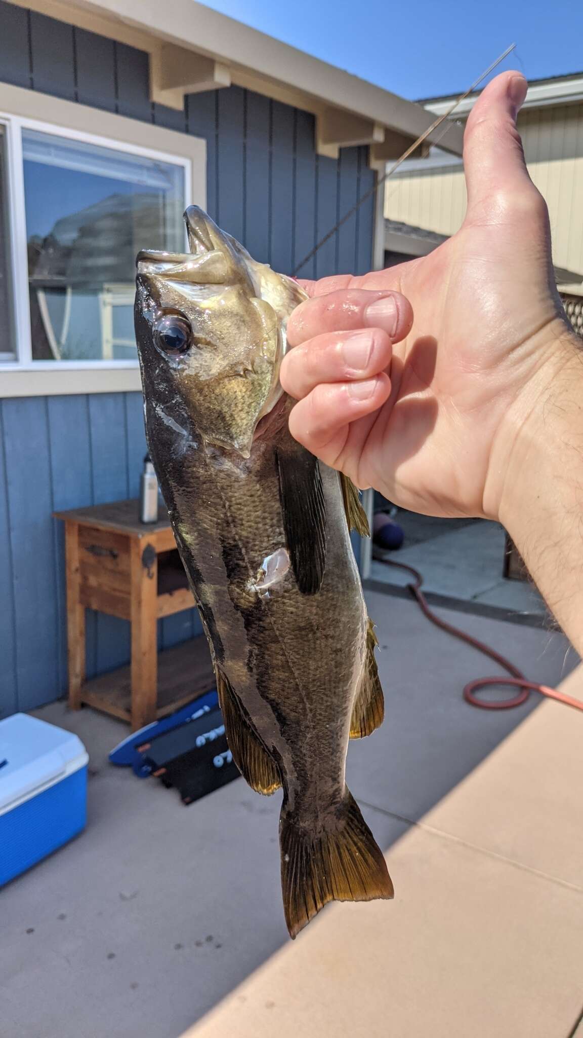 Image of Yellowtail rockfish