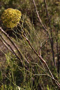 Image of Notobubon capense (Thunb.) Magee