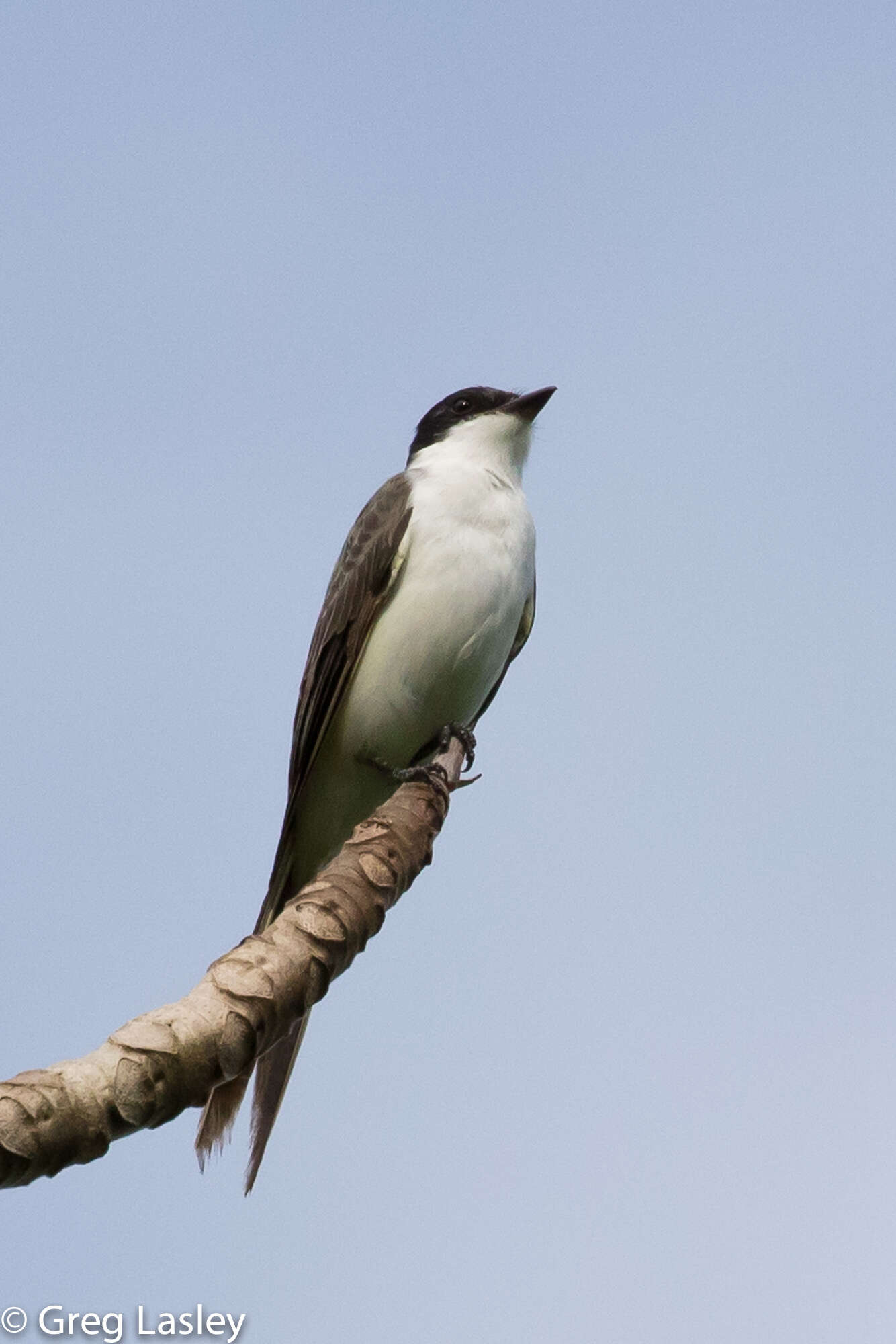 Image of Fork-tailed Flycatcher