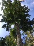 Image de Artocarpus camansi Blanco